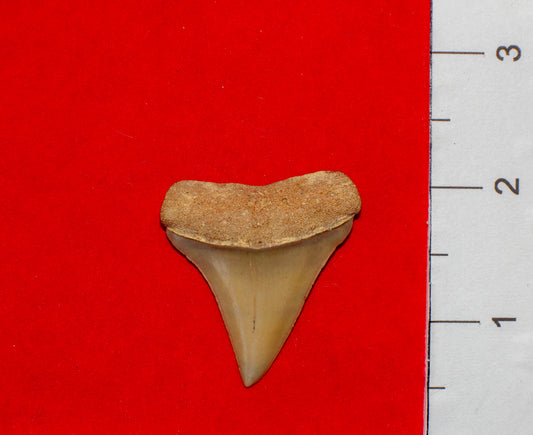 Summerville South Carolina Hastalis (Item #27)