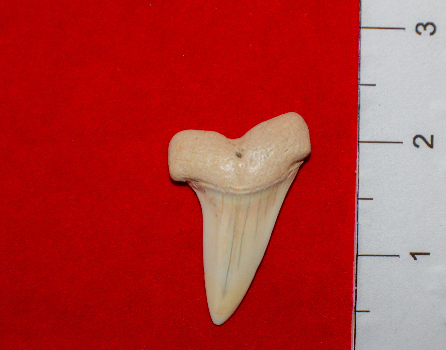 Summerville South Carolina Mako (Item #23)