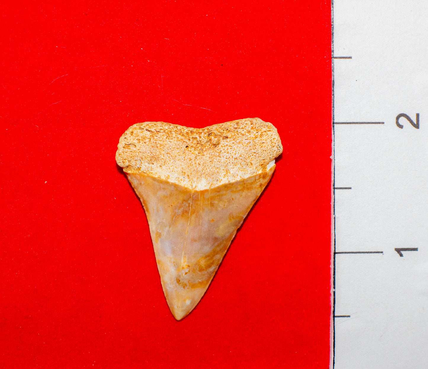 Georgia Hastalis (Item #22)