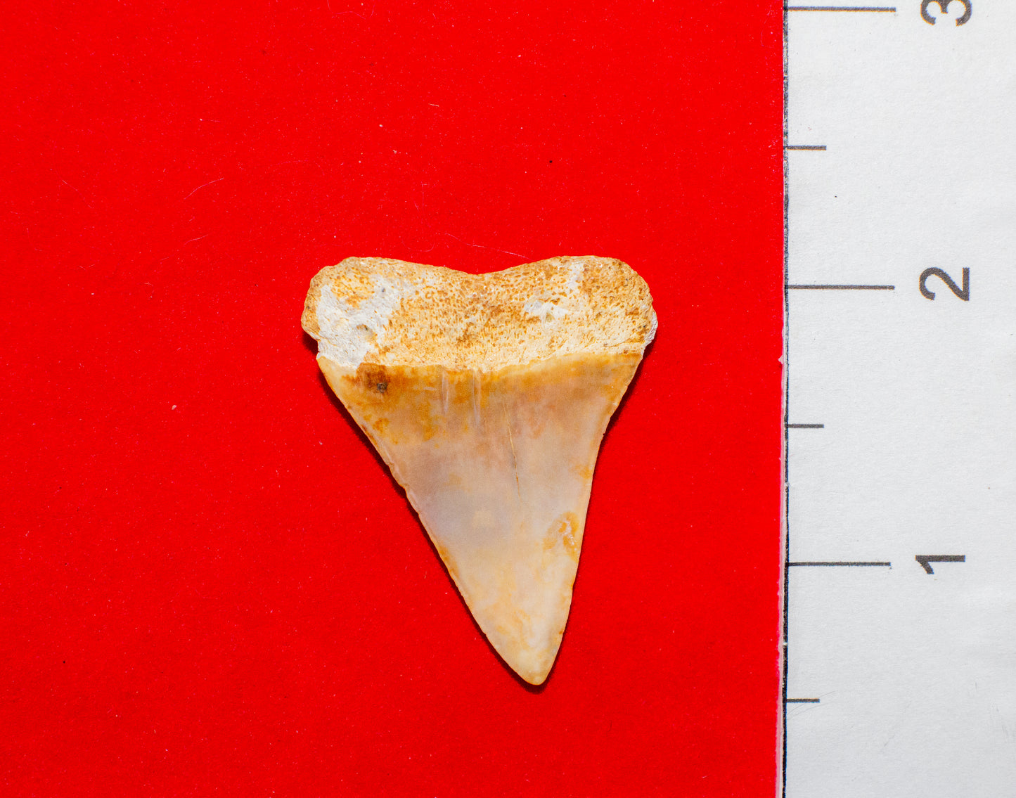 Georgia Hastalis (Item #22)