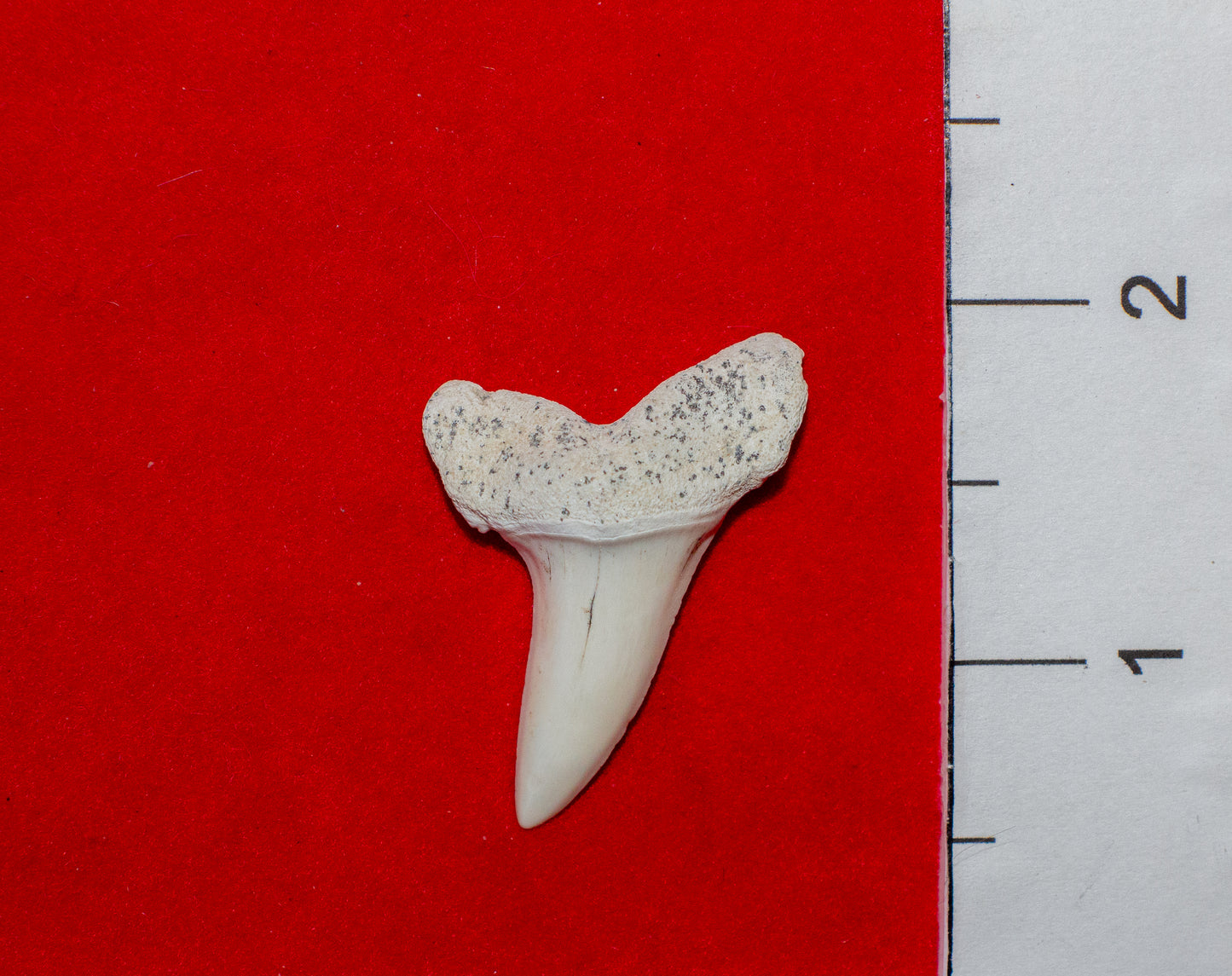 Summerville South Carolina Mako (Item #25)