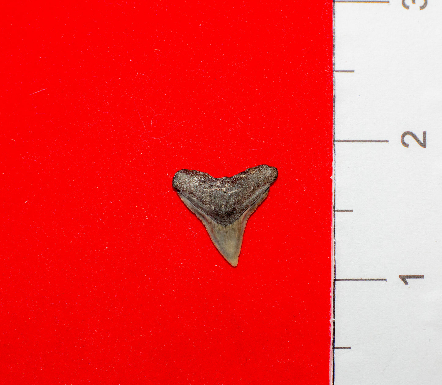 Mulberry Florida Bull Shark Tooth (Item #26)