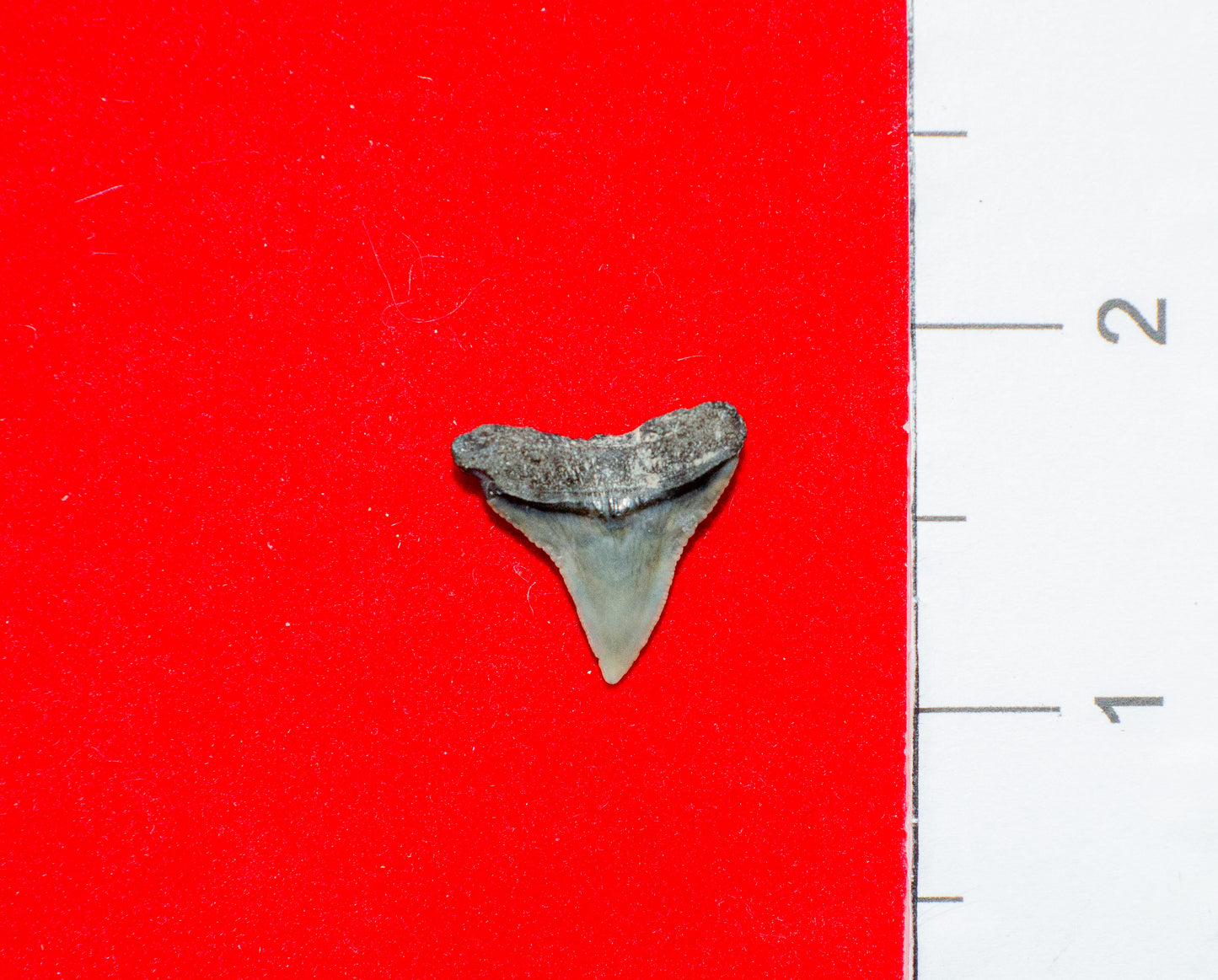 Mulberry Florida Bull Shark Tooth (Item #26)