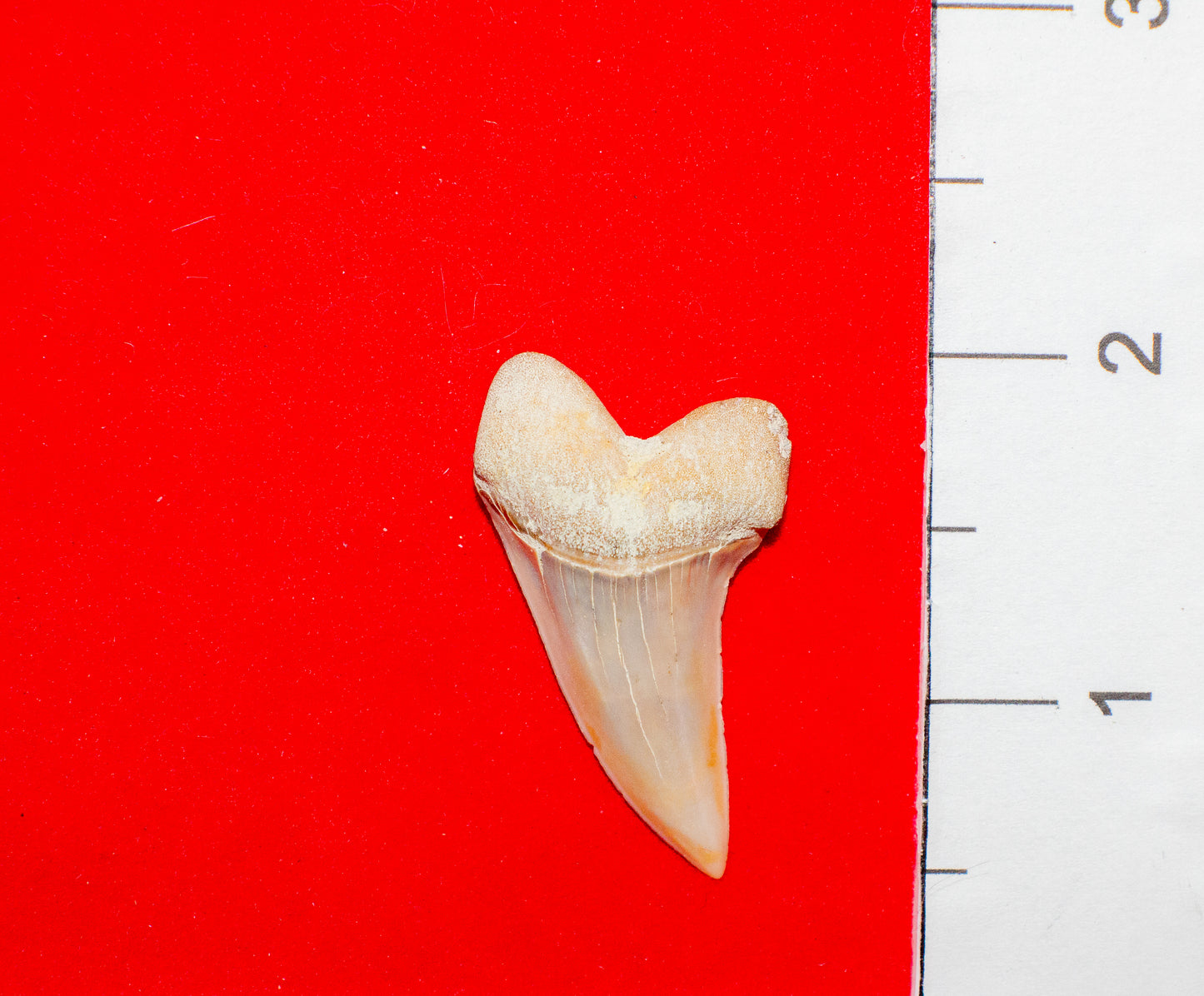 Summerville South Carolina Mako (Item #24)