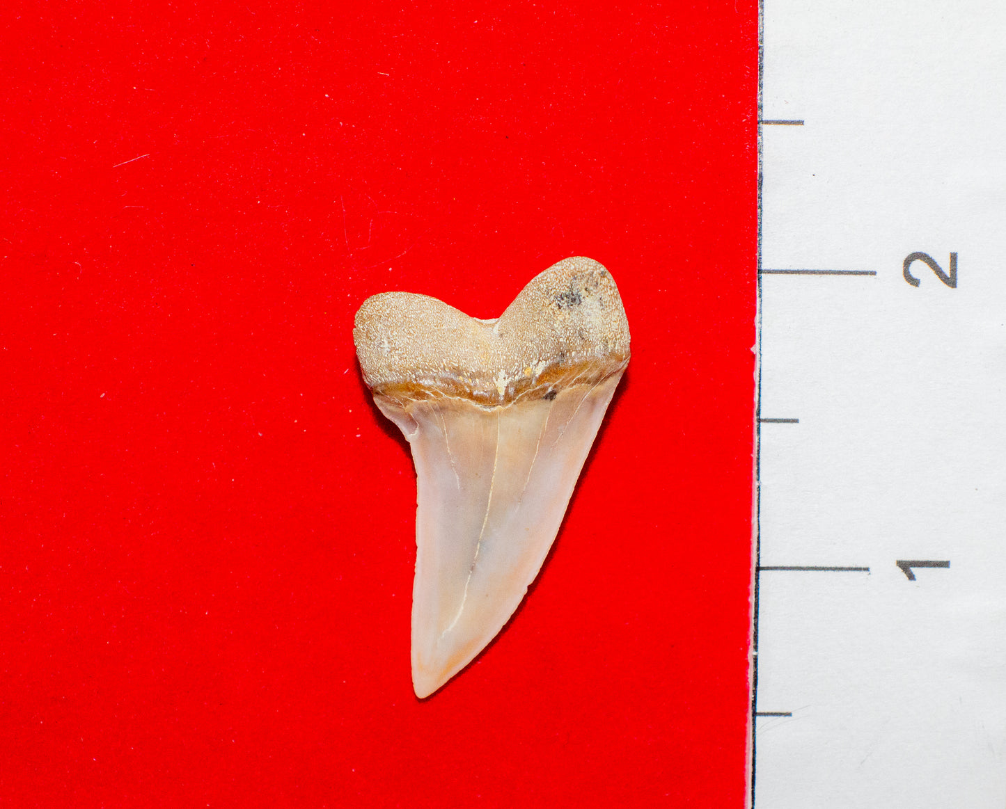 Summerville South Carolina Mako (Item #24)