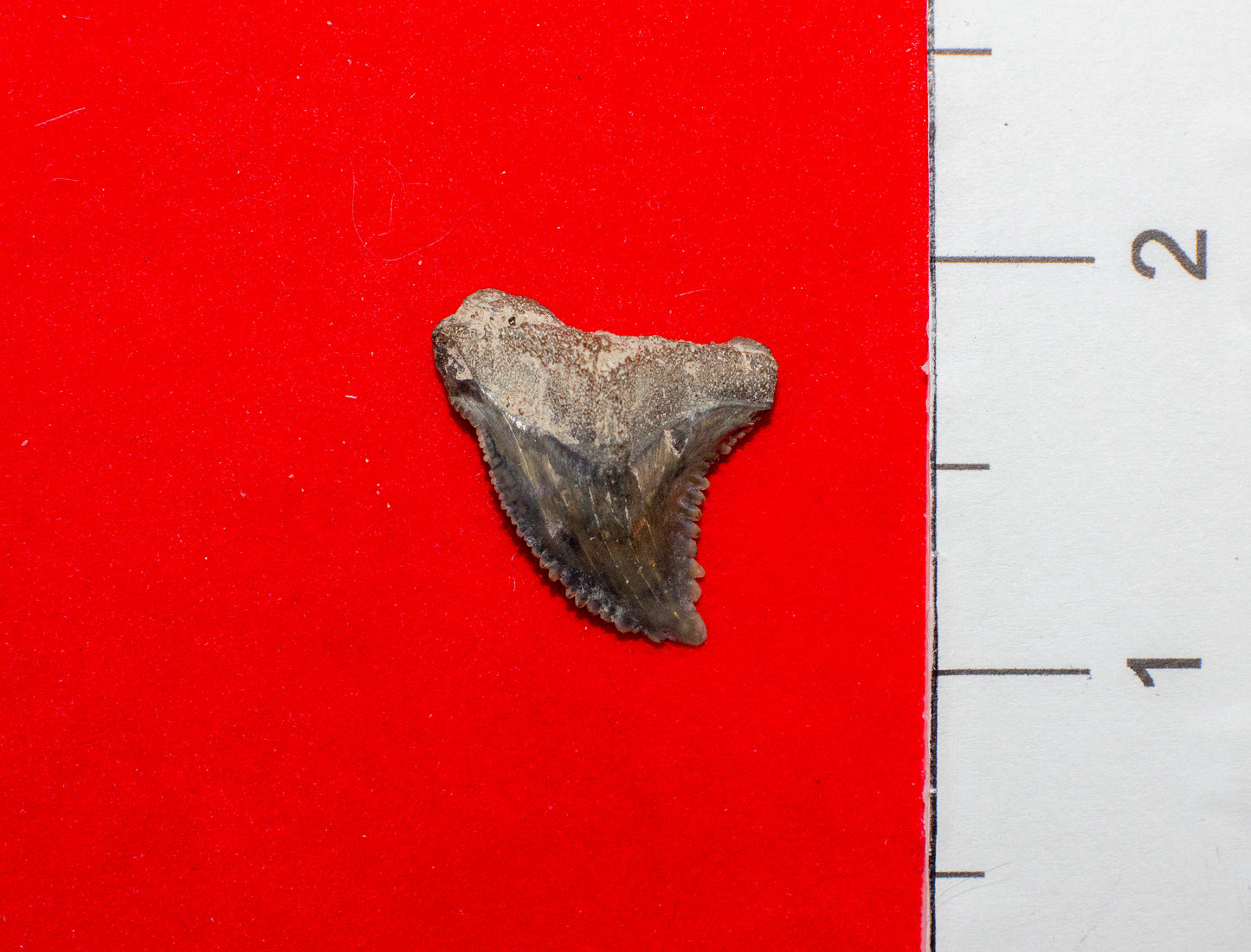 Mulberry Florida Hemipristis Tooth (Item #19)