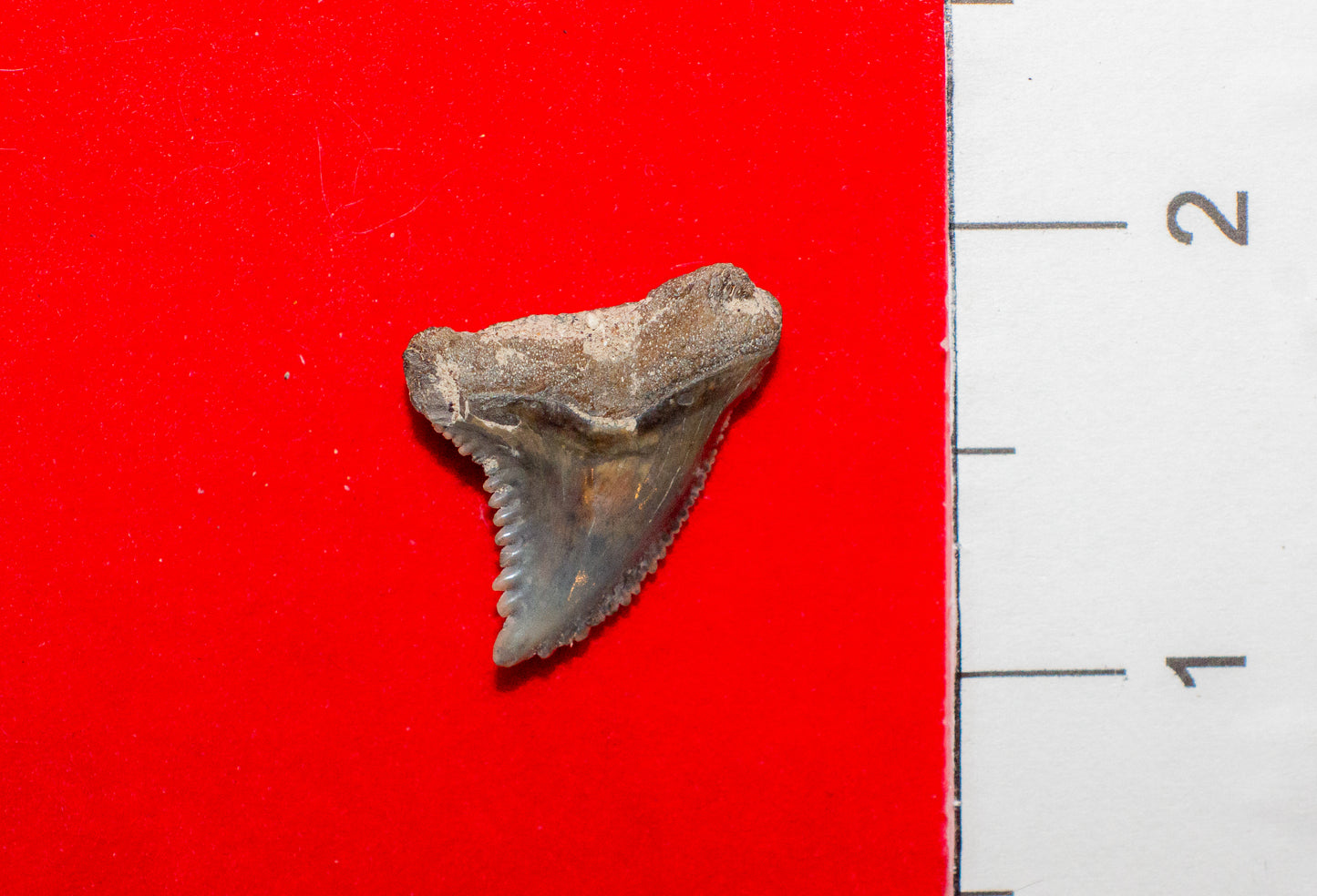 Mulberry Florida Hemipristis Tooth (Item #19)