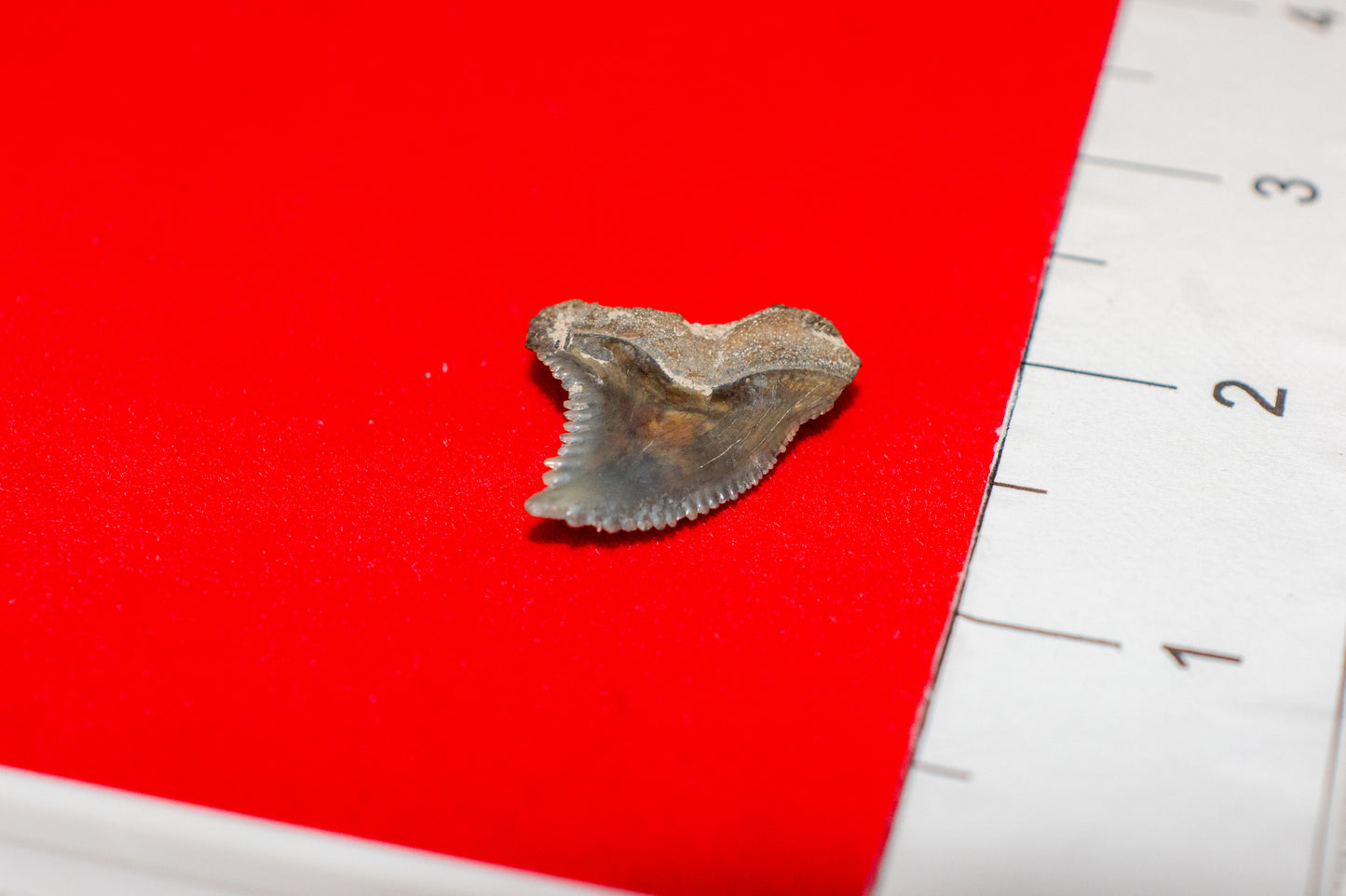 Mulberry Florida Hemipristis Tooth (Item #19)