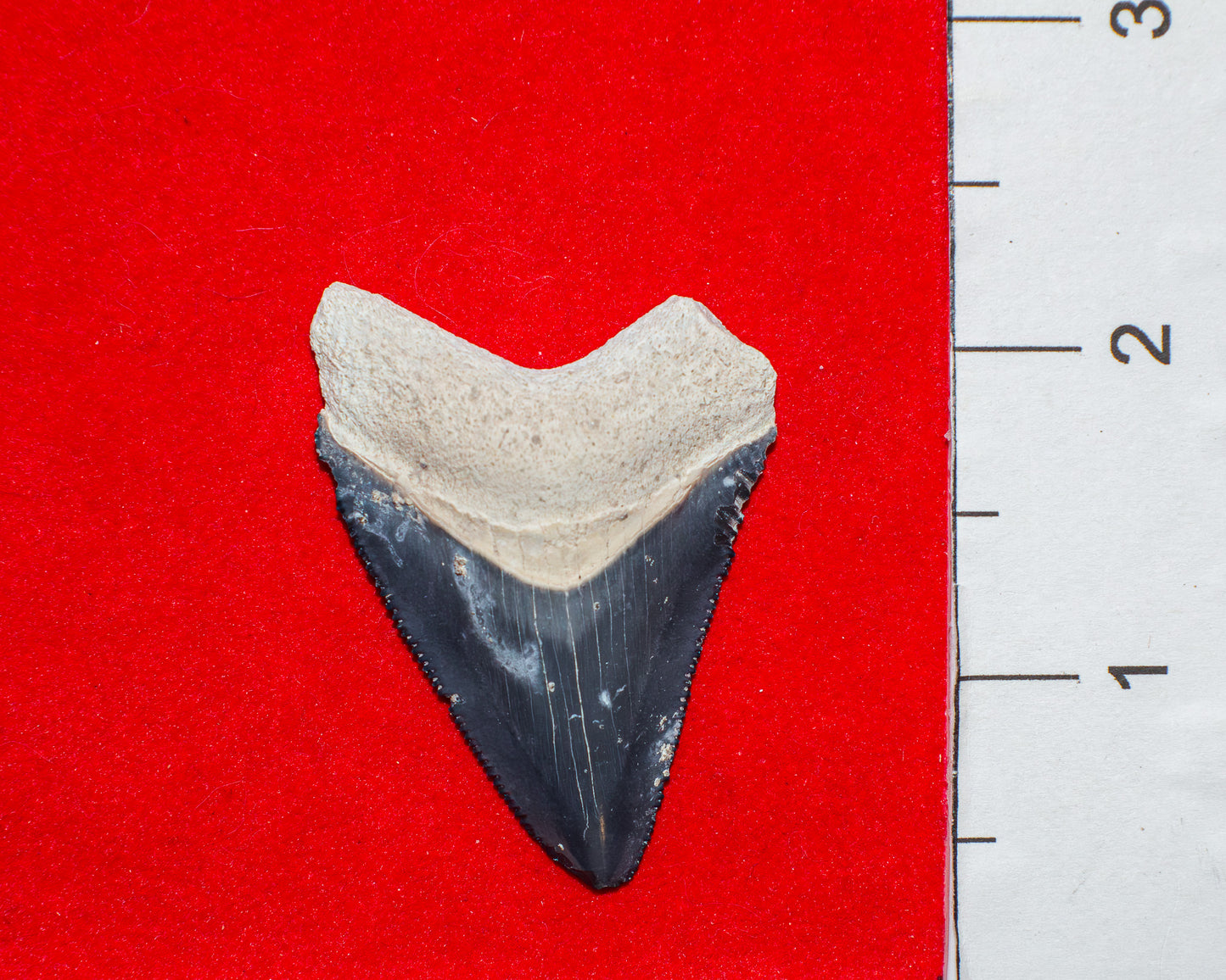 Bone Valley Megalodon Tooth (Item #31)