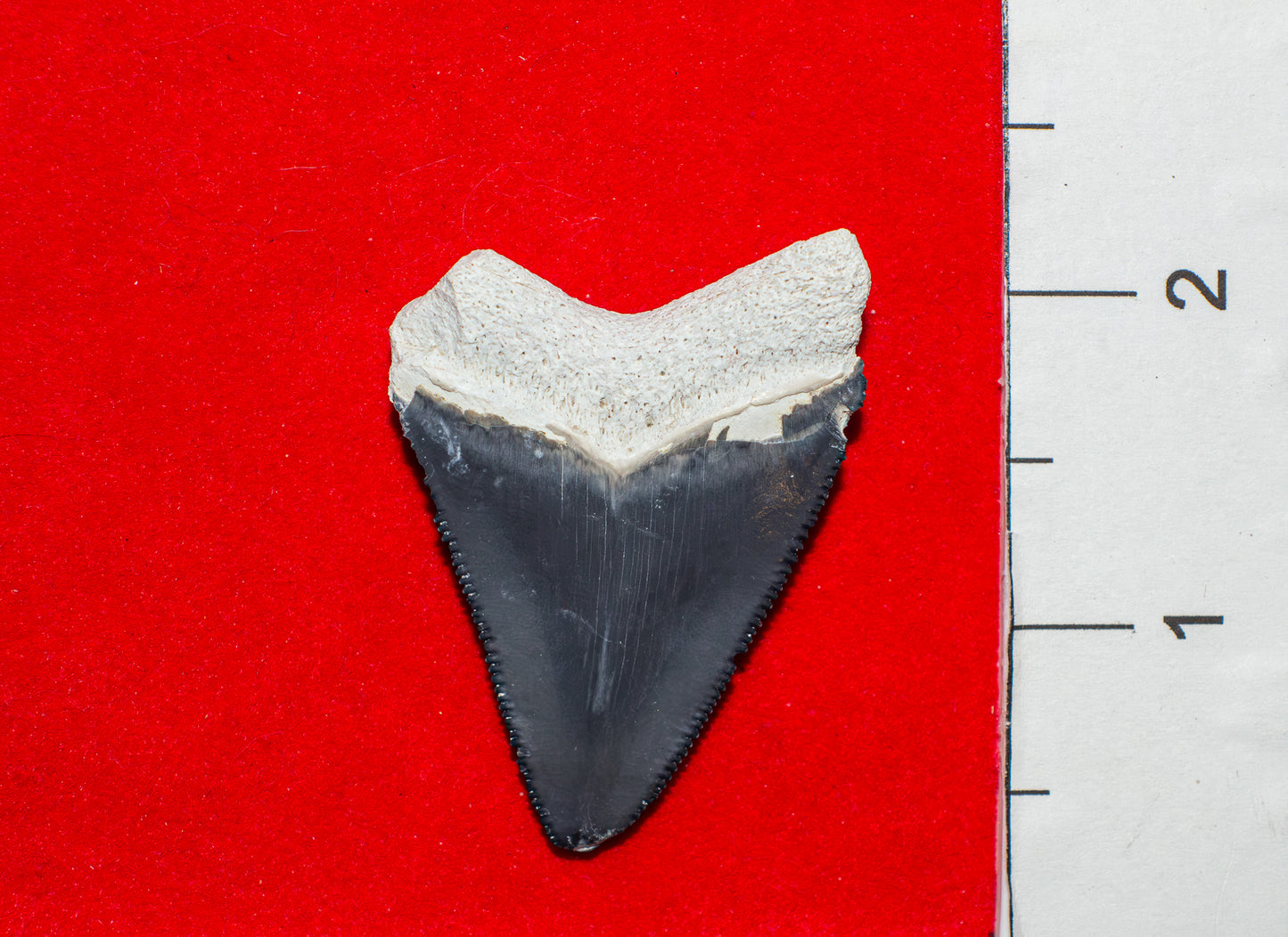 Bone Valley Megalodon Tooth (Item #31)
