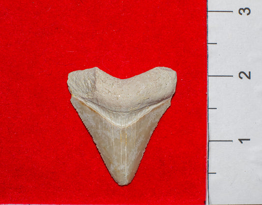 Bone Valley Megalodon Tooth (Item #30)