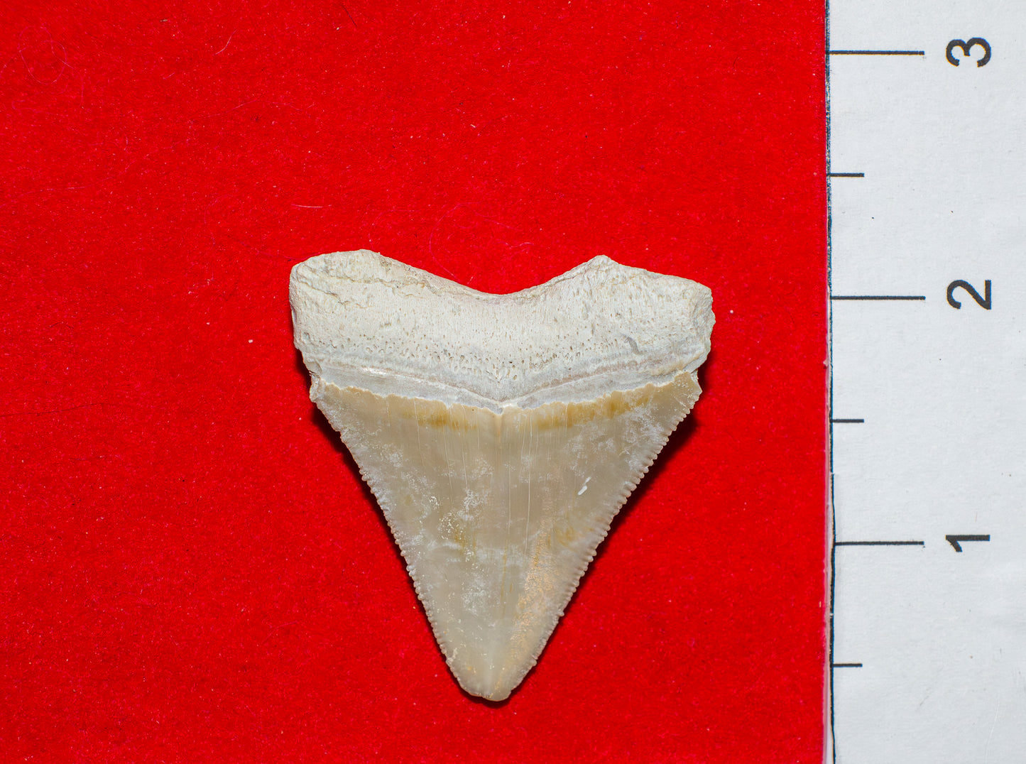 Bone Valley Megalodon Tooth (Item #30)