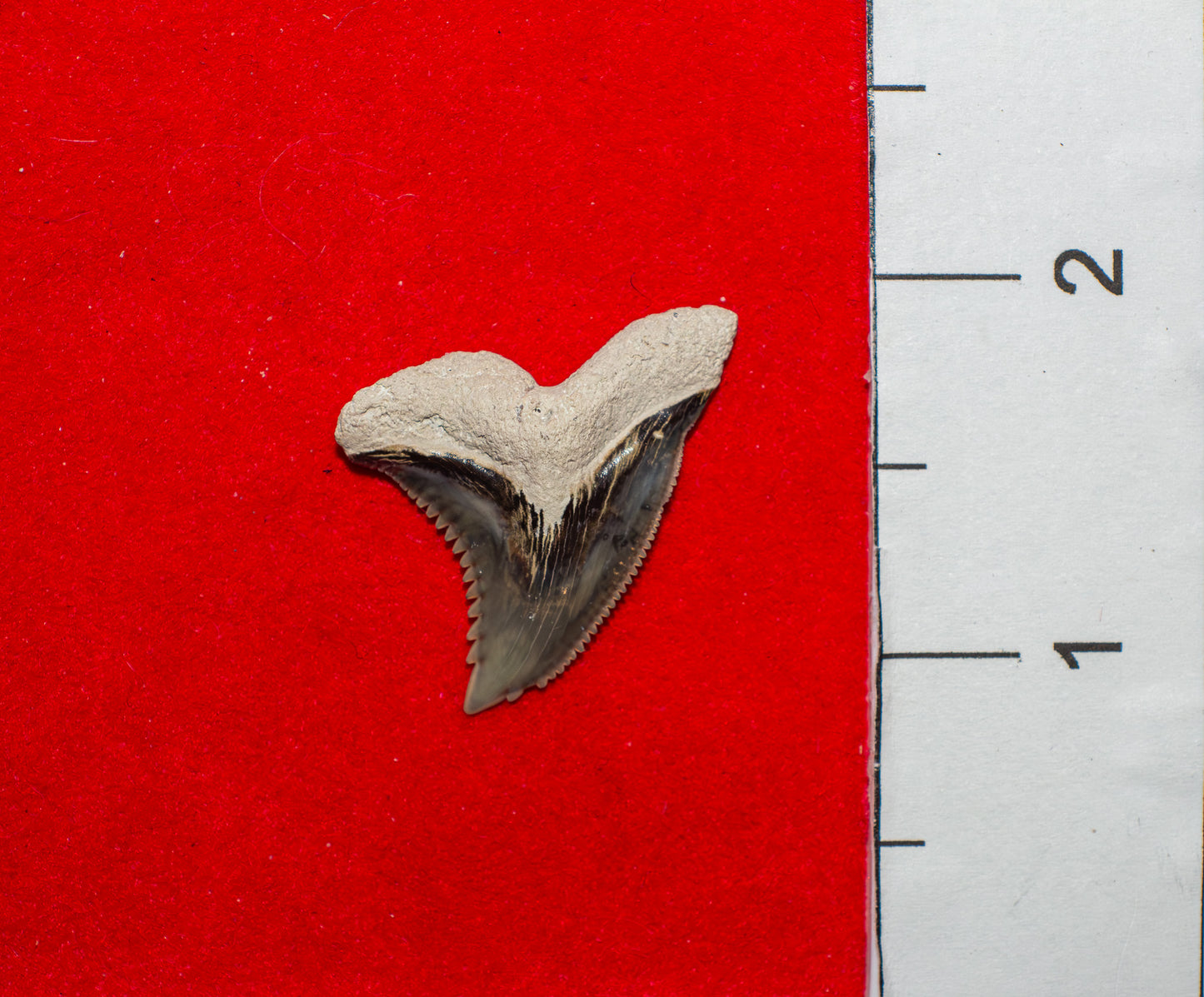 Bone Valley Florida Hemipristis Tooth (Item #28)