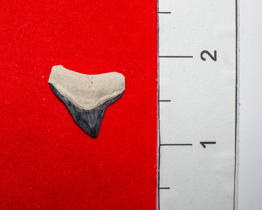 Bone Valley Florida Bull Shark Tooth (Item #29)