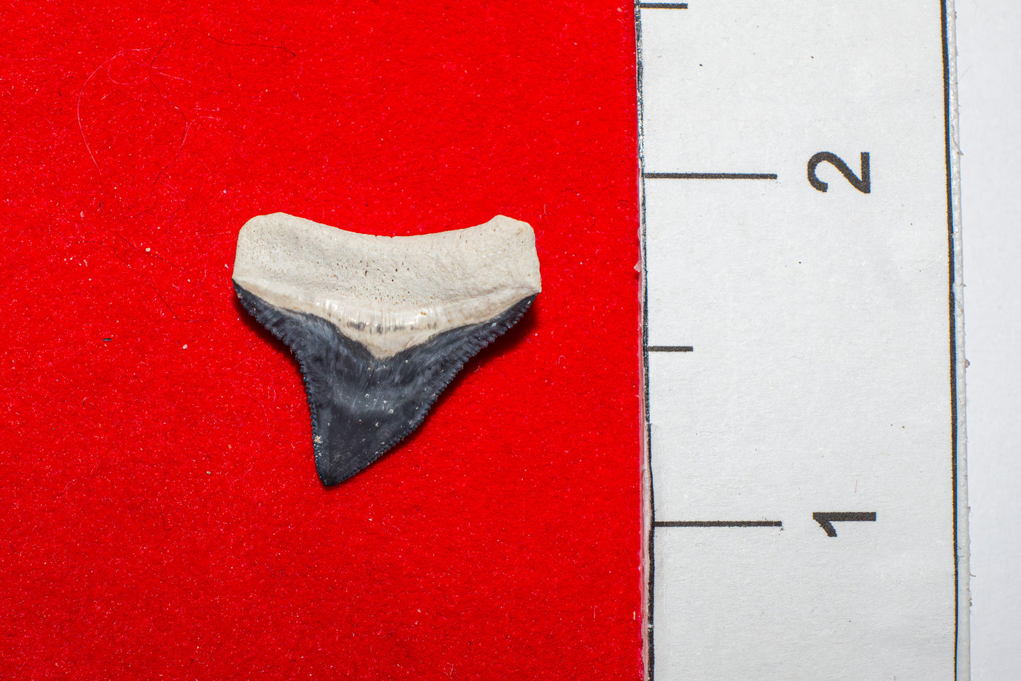 Bone Valley Florida Bull Shark Tooth (Item #29)
