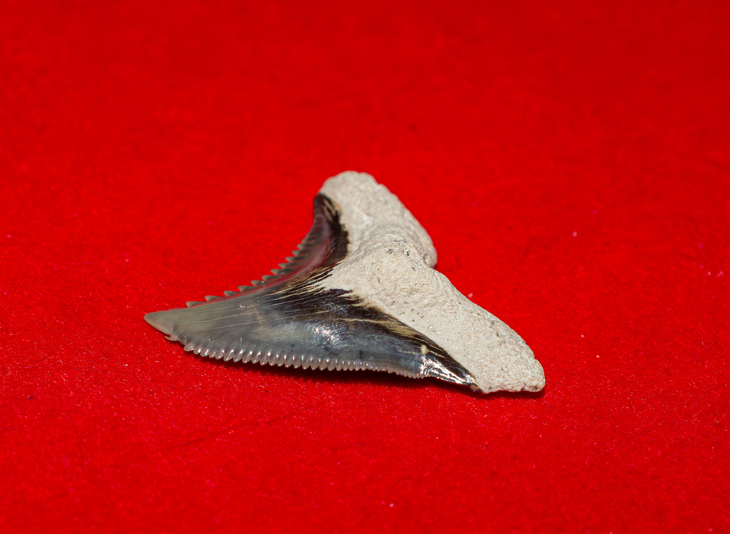 Bone Valley Florida Hemipristis Tooth (Item #28)