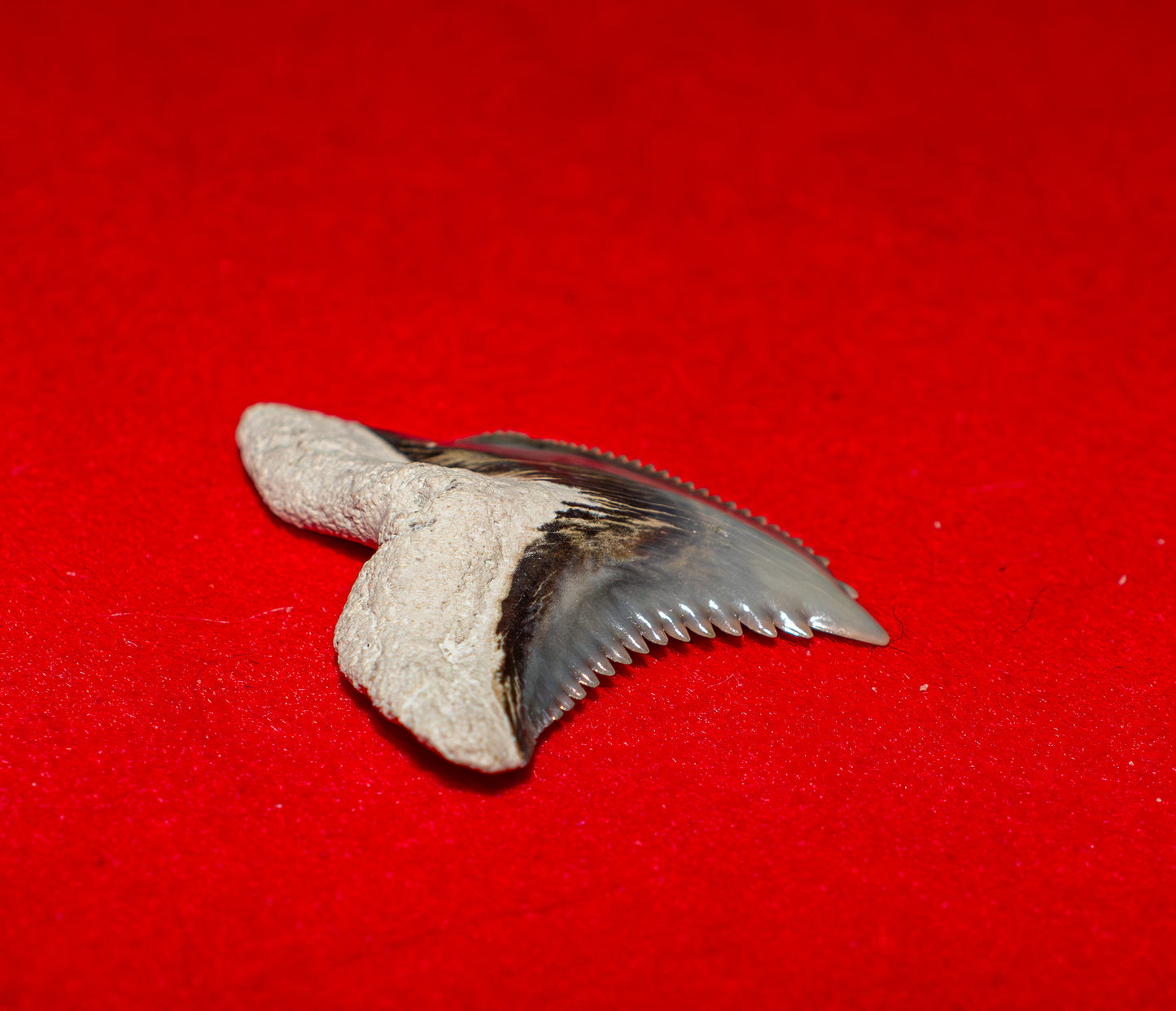 Bone Valley Florida Hemipristis Tooth (Item #28)