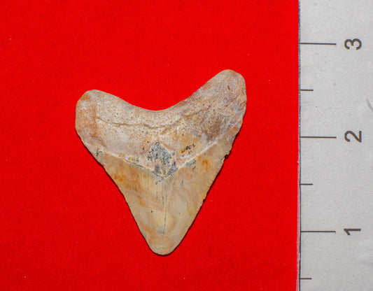 Summerville South Carolina Megalodon - 2 Inches
