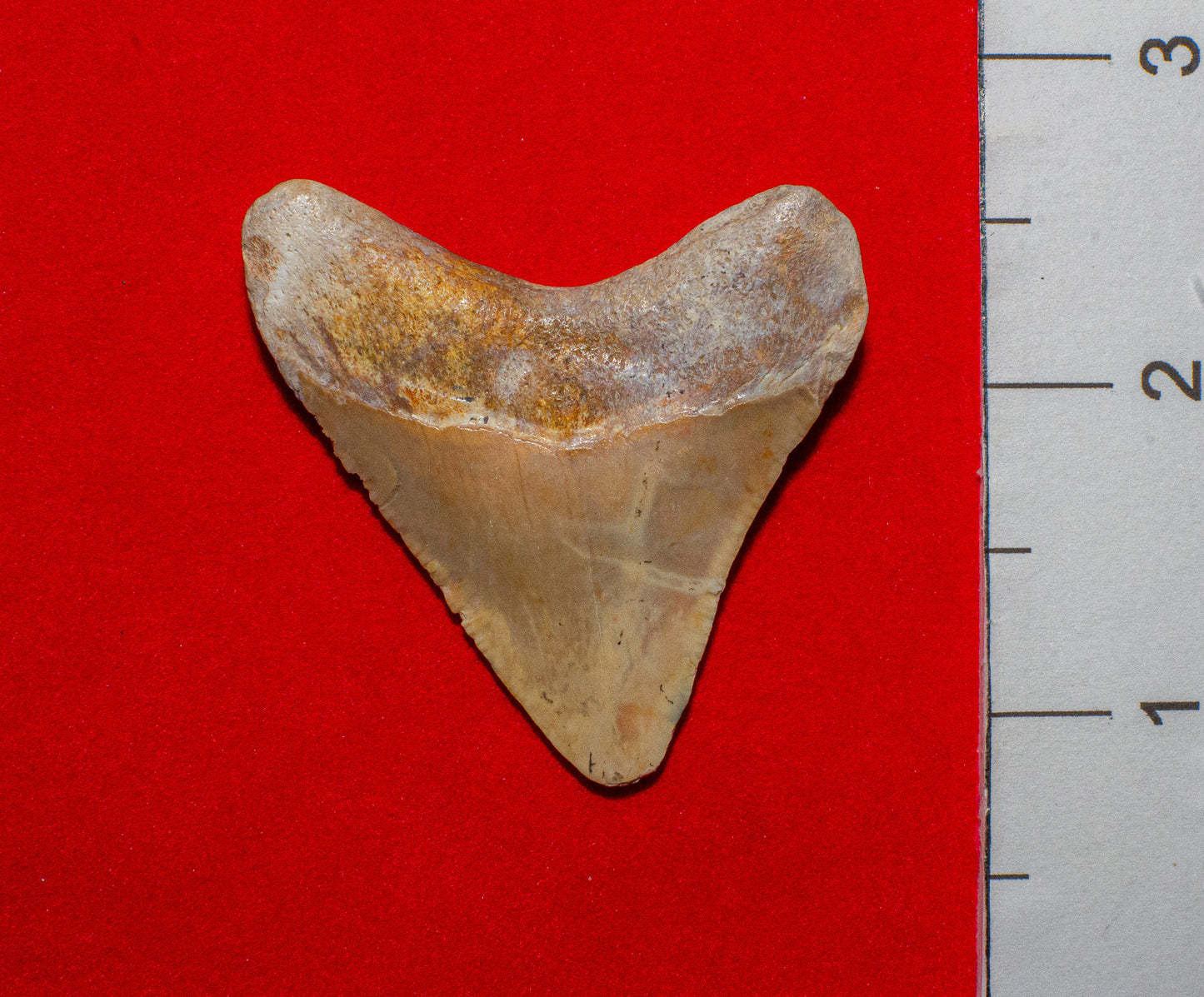 Summerville South Carolina Megalodon - 2 Inches