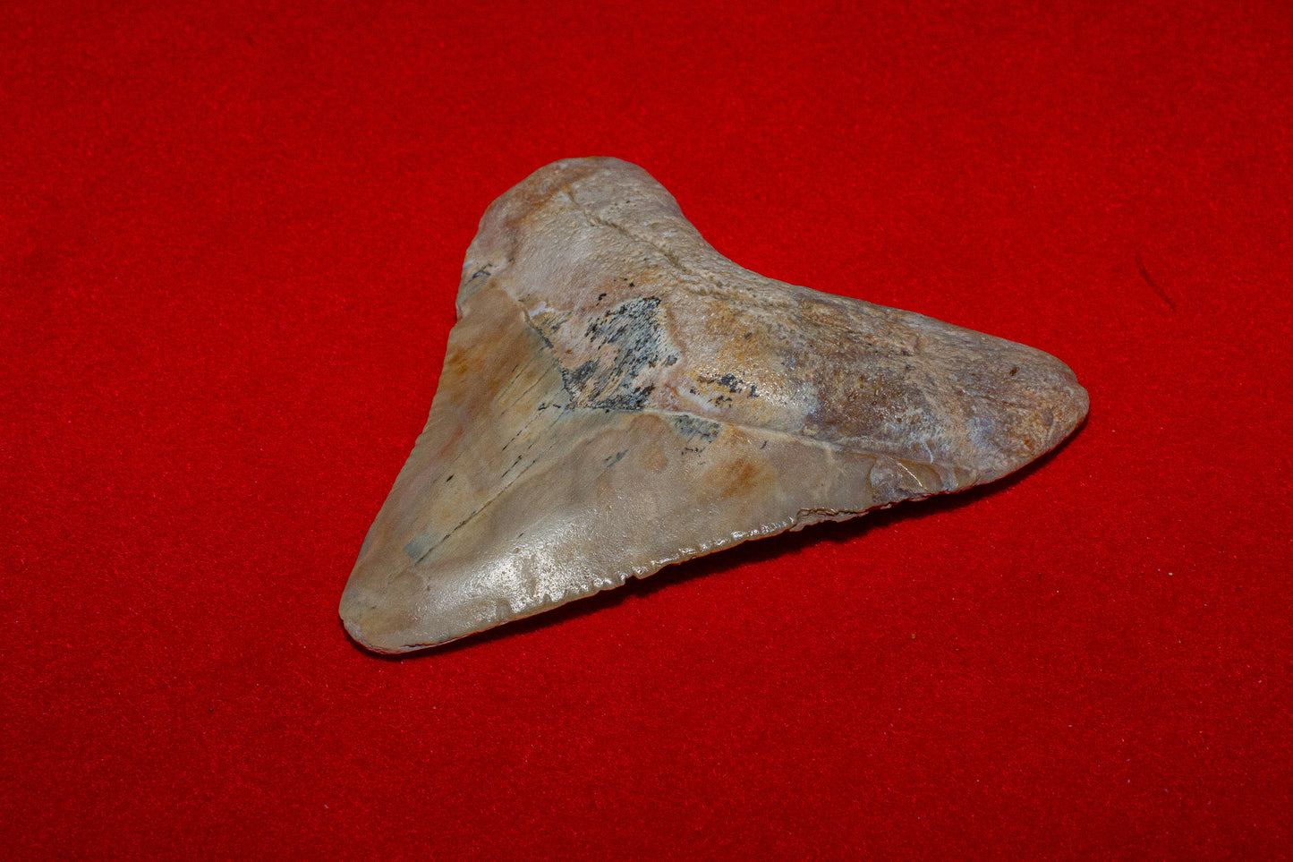 Summerville South Carolina Megalodon - 2 Inches