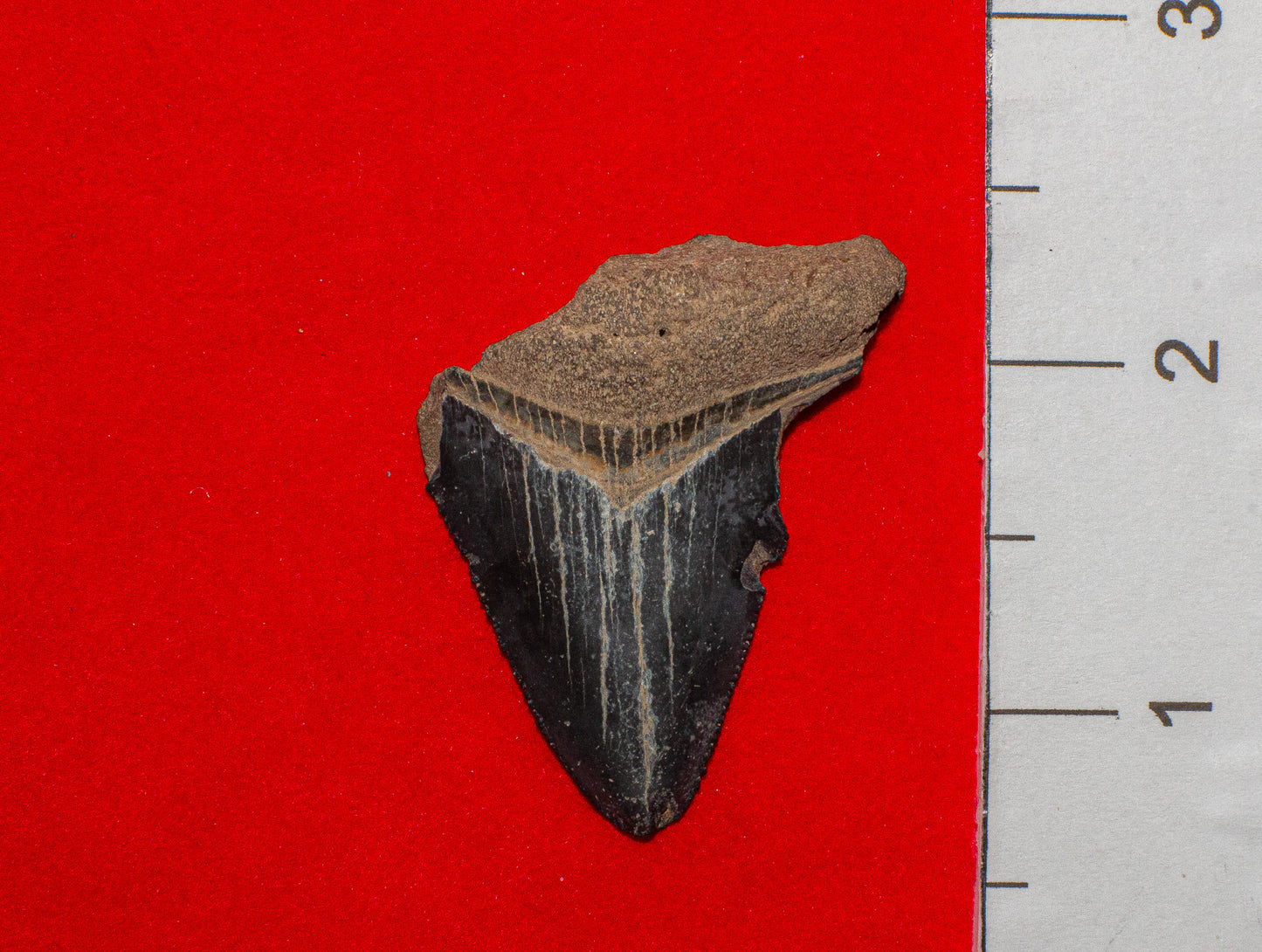 Mulberry Florida Megalodon - 1.8