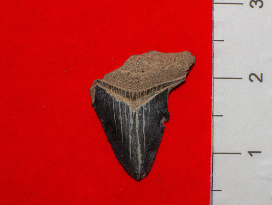Mulberry Florida Megalodon - 1.8