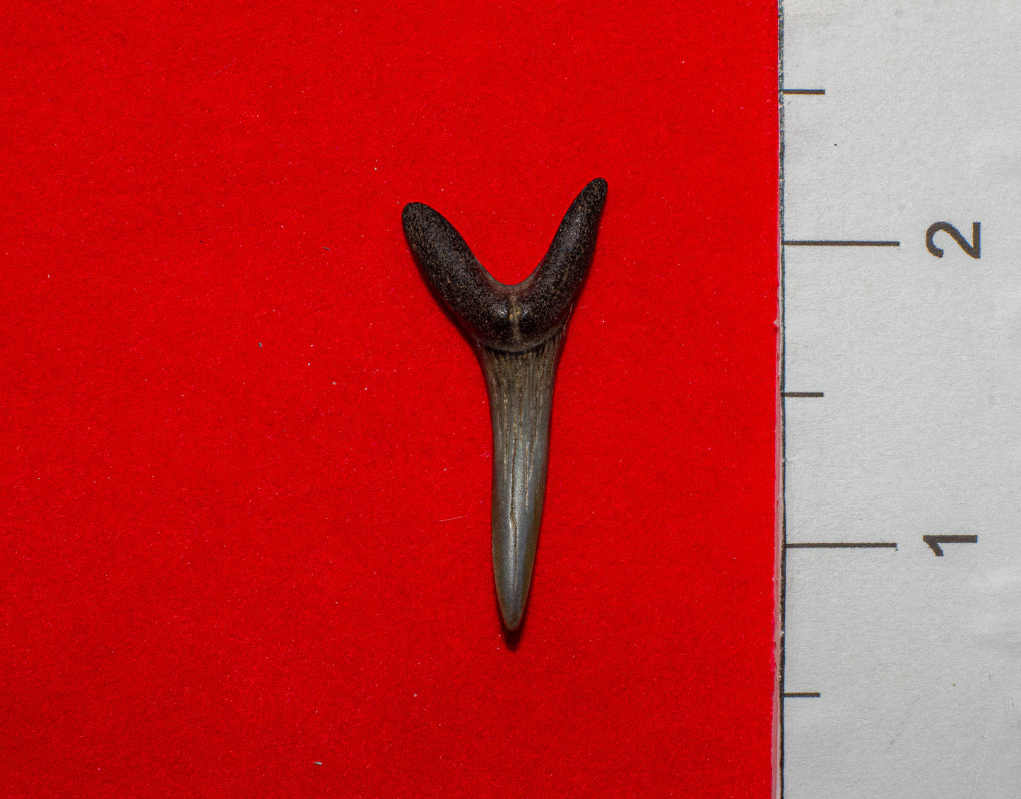 Venice Florida Sand Tiger - 1.5 Inches