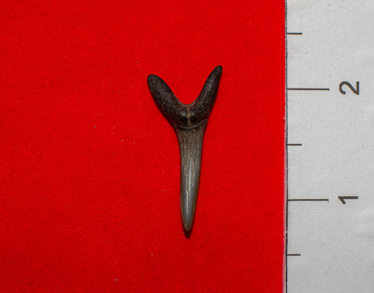 Venice Florida Sand Tiger - 1.5 Inches