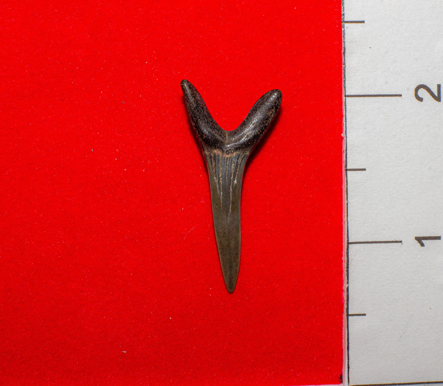 Venice Florida Sand Tiger - 1.5 Inches