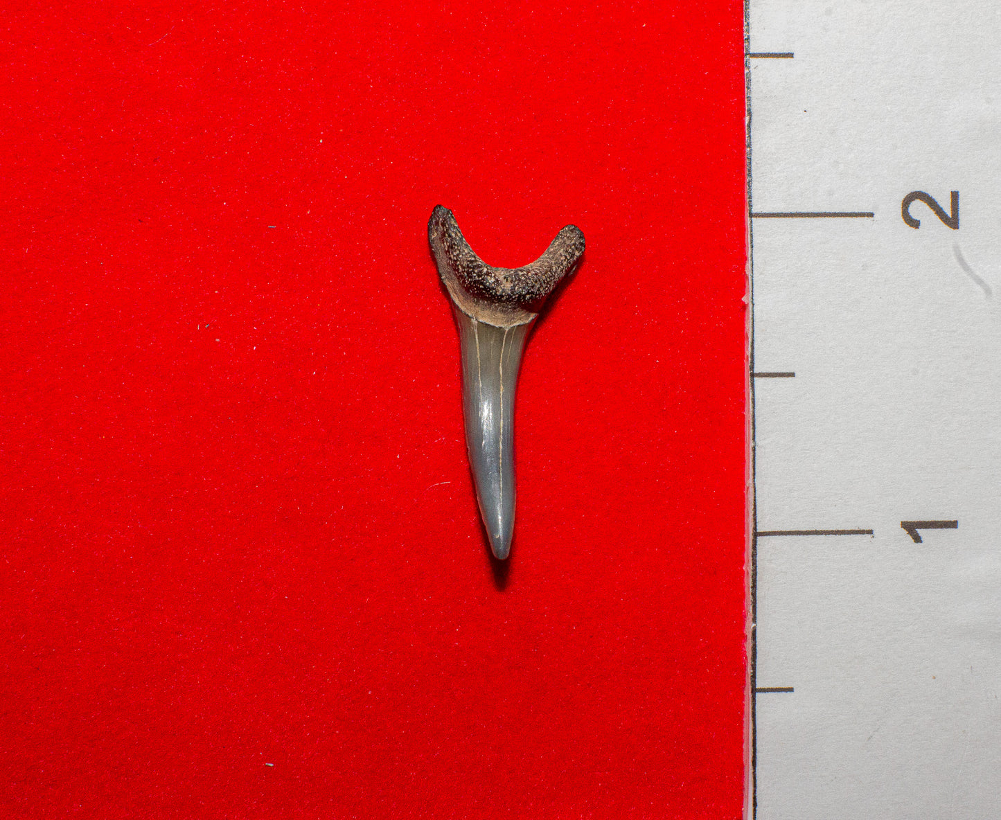Venice Florida Sand Tiger - 1.1 Inches