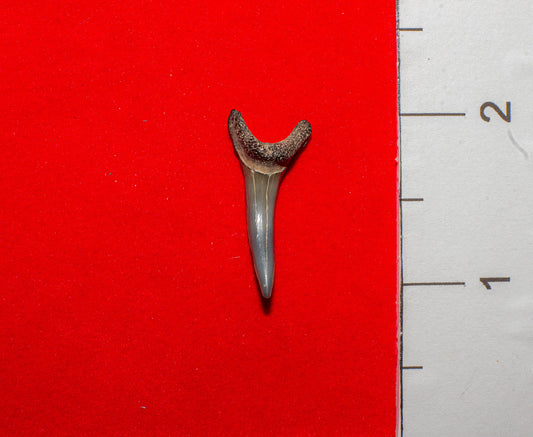 Venice Florida Sand Tiger - 1.1 Inches