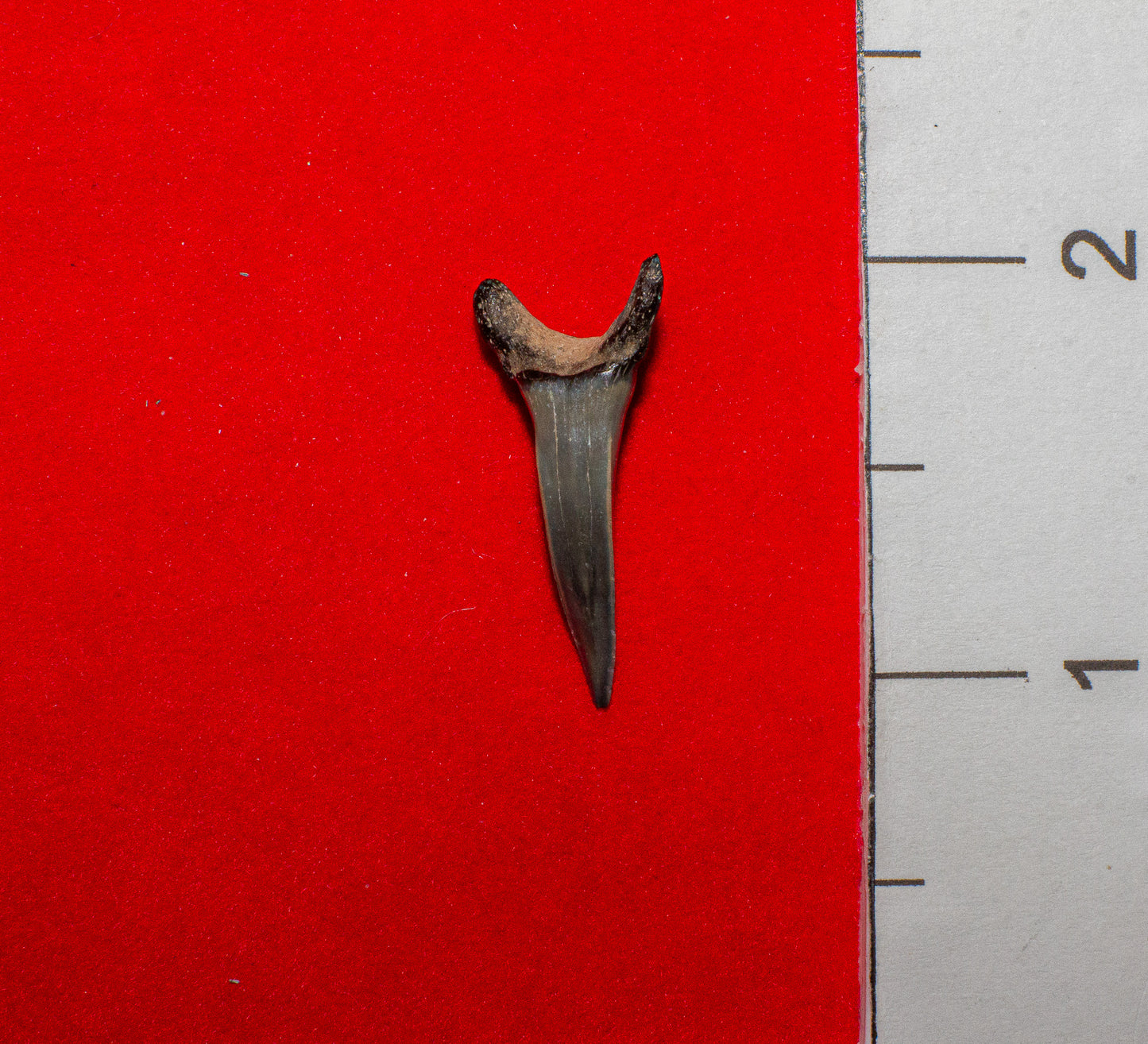 Venice Florida Sand Tiger - 1.1 Inches