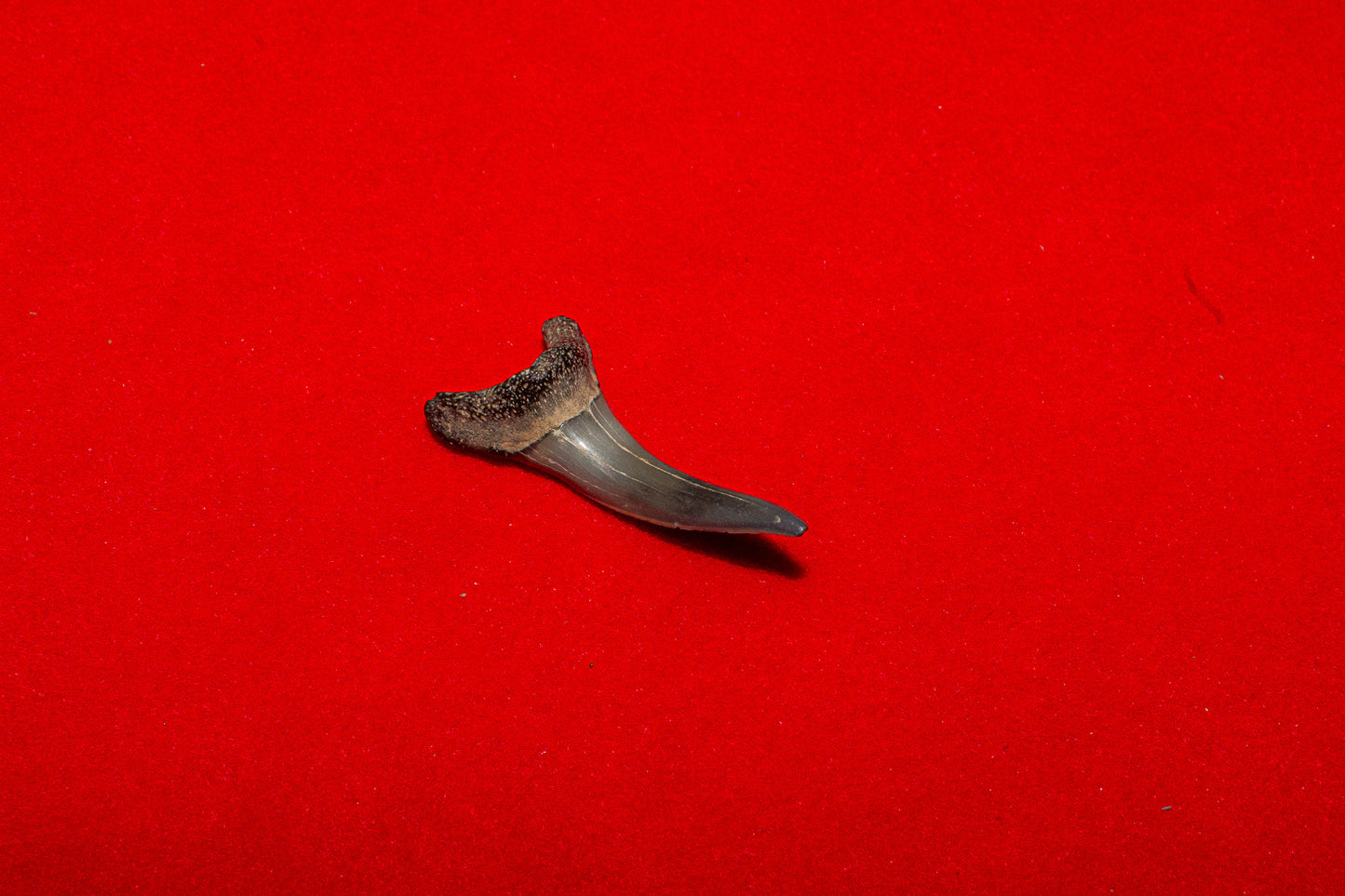 Venice Florida Sand Tiger - 1.1 Inches