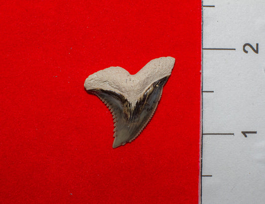 Bone Valley Florida Hemipristis - 1.2 Inches