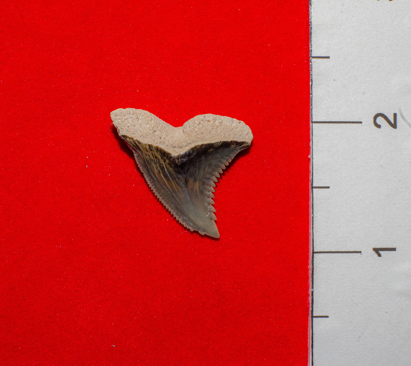 Bone Valley Florida Hemipristis - 1.2 Inches