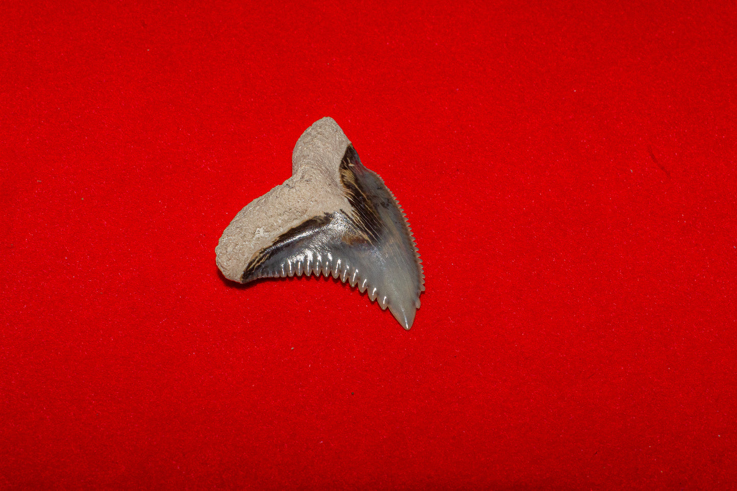 Bone Valley Florida Hemipristis - 1.2 Inches