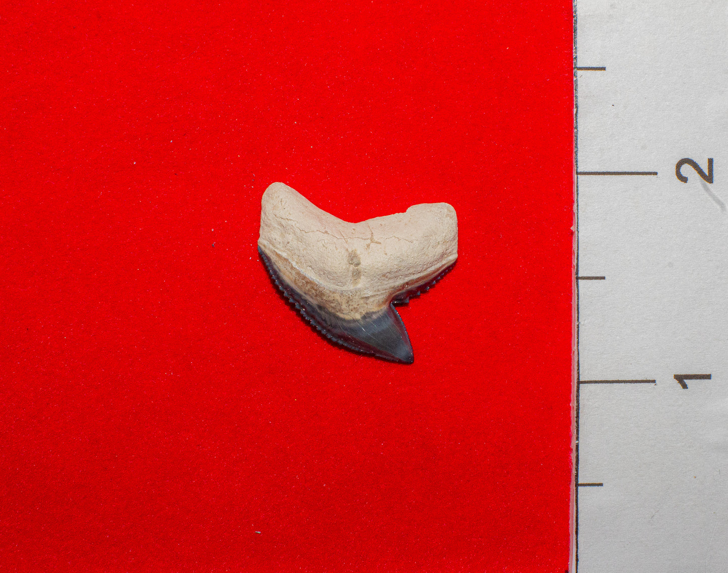 Bone Valley Florida Tiger Shark - 1 Inch