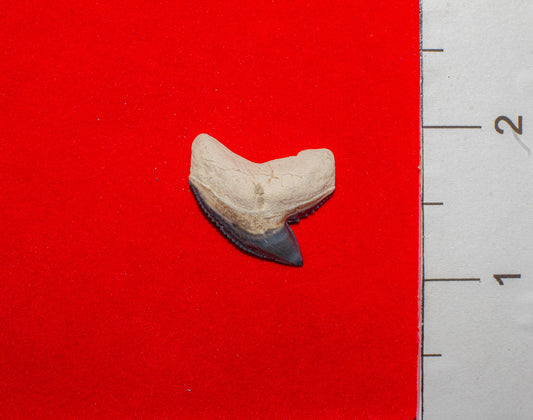 Bone Valley Florida Tiger Shark - 1 Inch