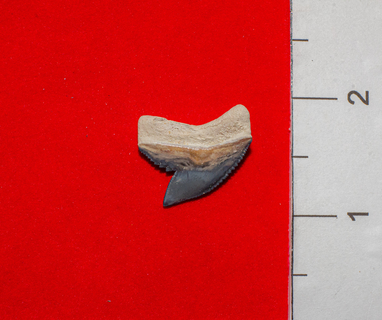 Bone Valley Florida Tiger Shark - 1 Inch