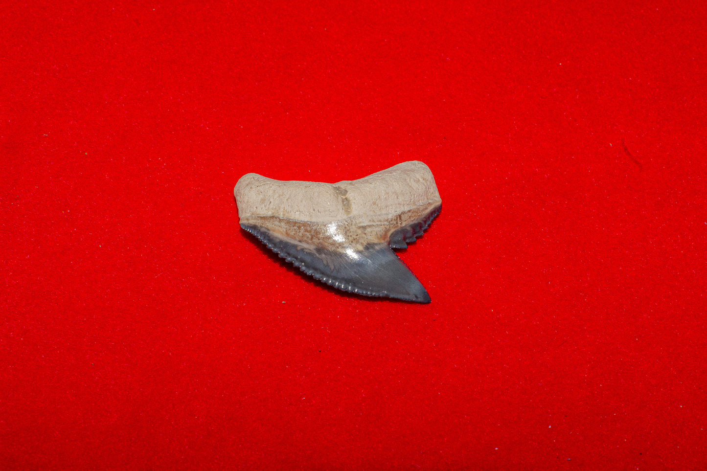 Bone Valley Florida Tiger Shark - 1 Inch
