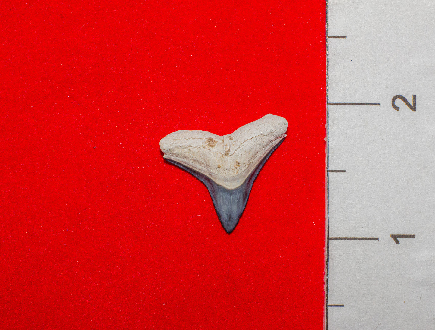 Bone Valley Florida Bull Shark - 0.9