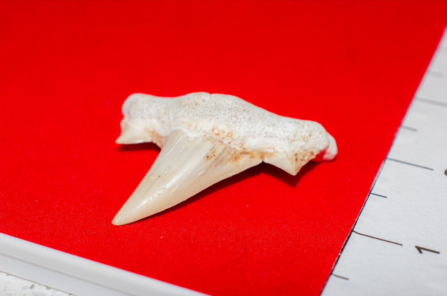 Moroccan Otodus Obliquus Tooth (Item #20)