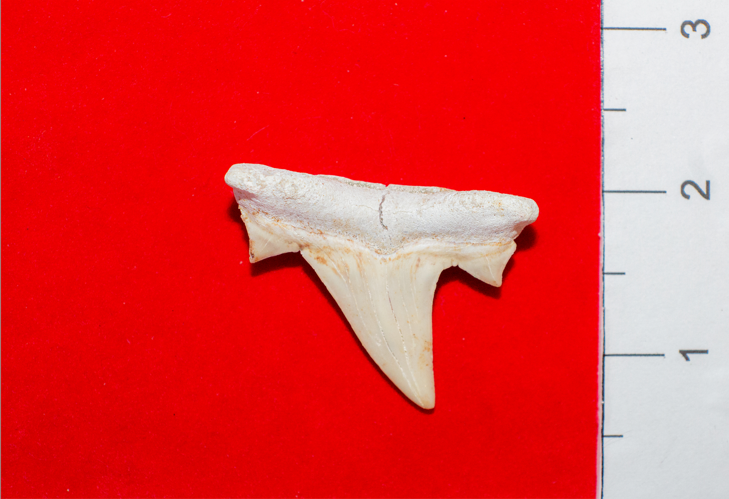 Moroccan Otodus Obliquus Tooth (Item #20)