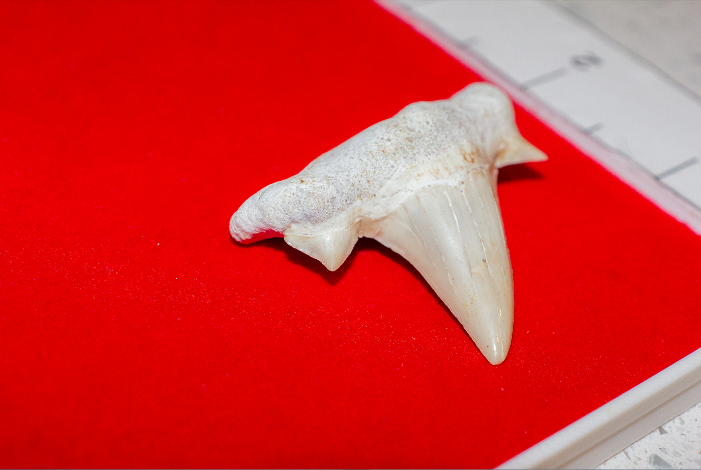Moroccan Otodus Obliquus Tooth (Item #20)