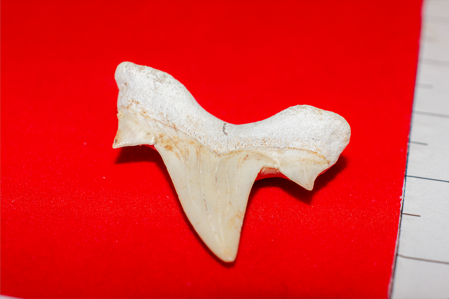 Moroccan Otodus Obliquus Tooth (Item #20)
