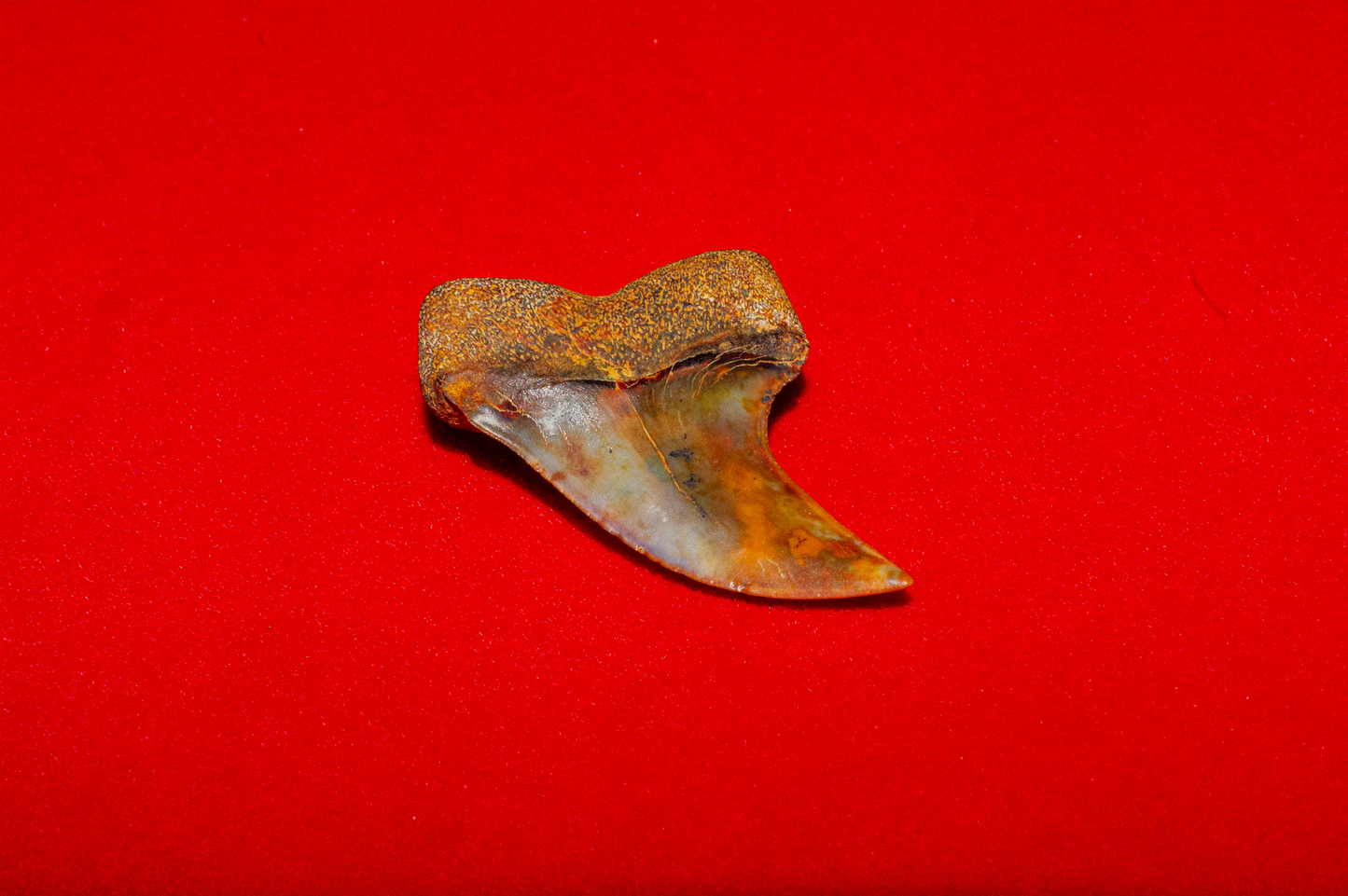 Bakersfield California Hastalis - 1.4 Inches