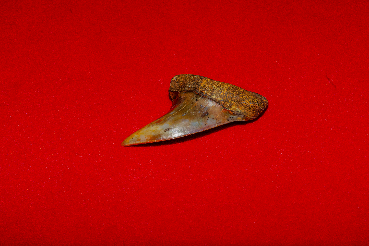 Bakersfield California Hastalis - 1.4 Inches