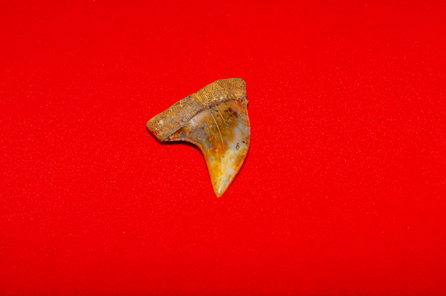 Bakersfield California Hastalis - 1.4 Inches