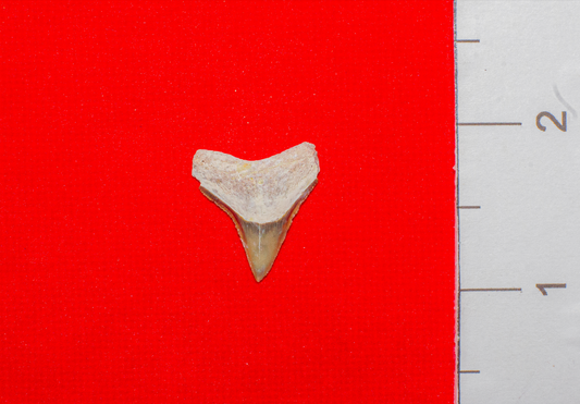 Bone Valley Florida Bull Shark - 0.8 Inches