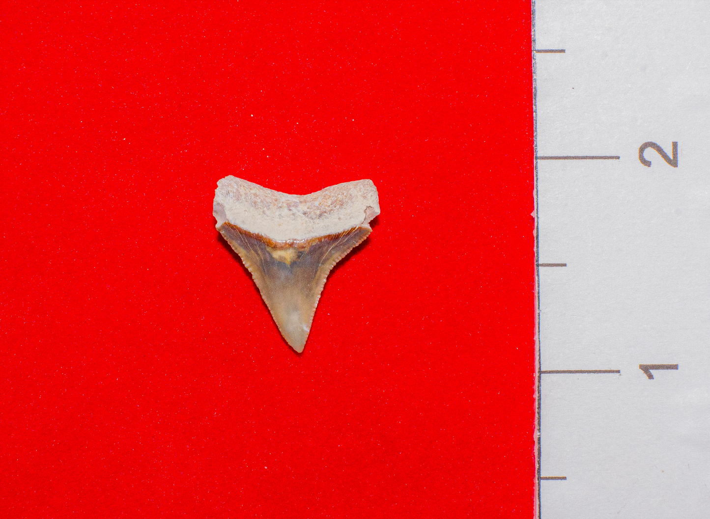 Bone Valley Florida Bull Shark - 0.8 Inches